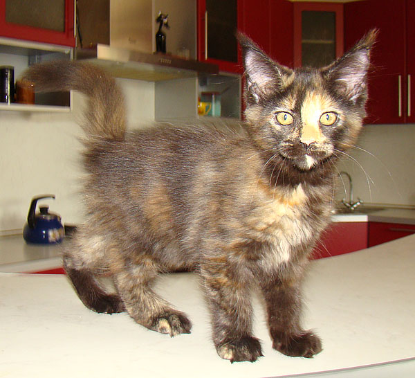 Вы можете купить этого котенка породы мейн кун, мейн кун котенок мэйн кун питомника Catsvill County